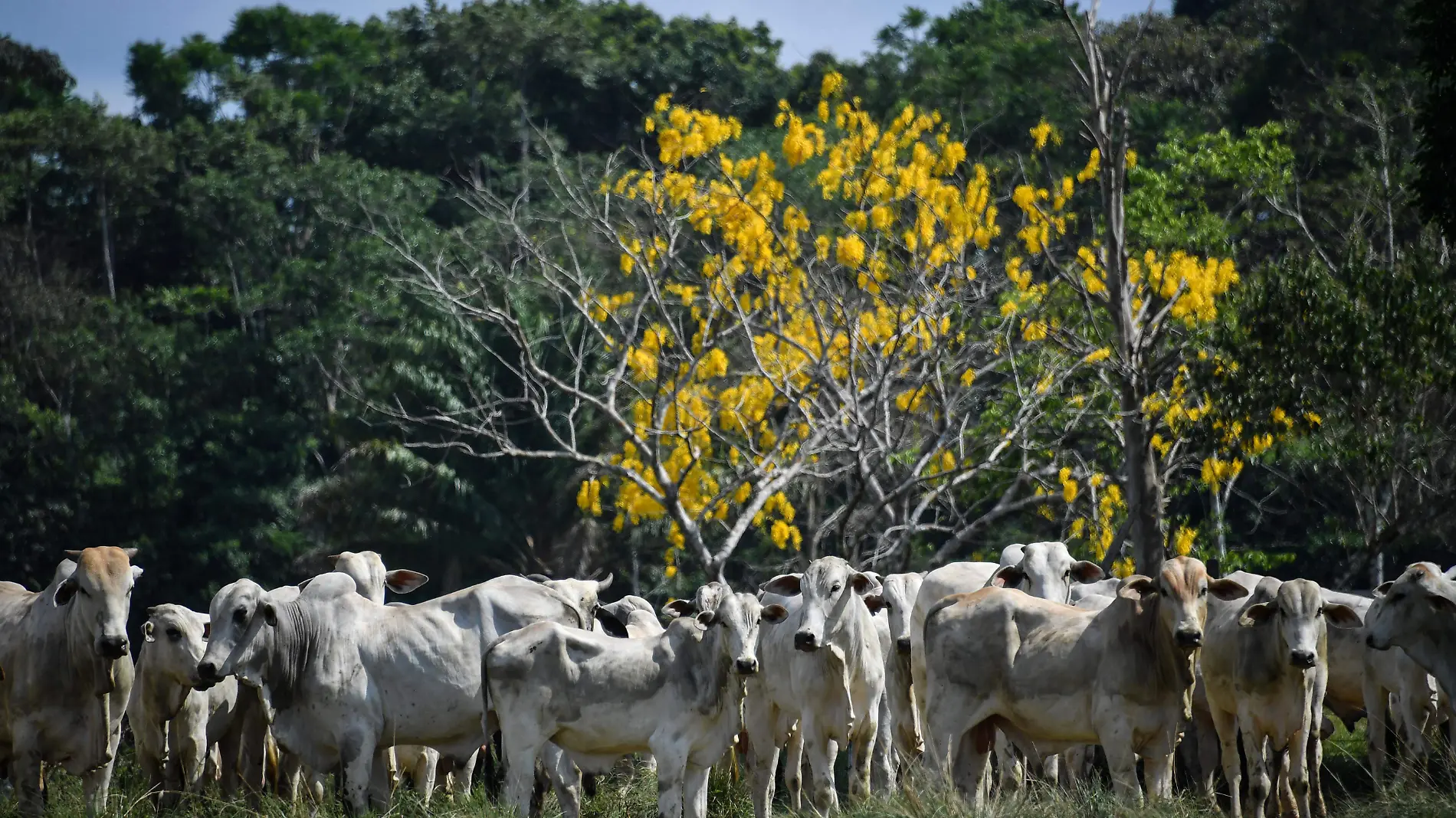 NELSON ALMEIDA  AFP